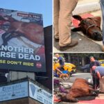 Billboard chocante do Horse Central Park em colapso Capating Otide Nad NYC Street, onde o animal morreu