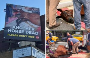 Billboard chocante do Horse Central Park em colapso Capating Otide Nad NYC Street, onde o animal morreu Billboard chocante do Horse Central Park em colapso Capating Otide Nad NYC Street, onde o animal morreu