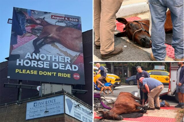 Billboard chocante do Horse Central Park em colapso Capating Otide Nad NYC Street, onde o animal morreu

