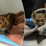 Bobcat Kitty com um suspeito de envenenamento por ratos salvo pelo trabalho em equipe na Nova Inglaterra