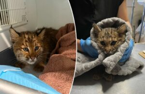 Bobcat Kitty com um suspeito de envenenamento por ratos salvo pelo trabalho em equipe na Nova Inglaterra Bobcat Kitty com um suspeito de envenenamento por ratos salvo pelo trabalho em equipe na Nova Inglaterra