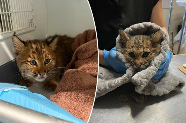 Bobcat Kitty com um suspeito de envenenamento por ratos salvo pelo trabalho em equipe na Nova Inglaterra

