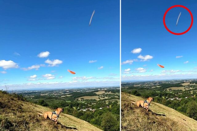 Foto de um cachorro tocando em Frisbee com um objeto não identificado em rápido movimento no céu.