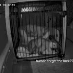 Cam revela a resposta inesperada de Dog quando o proprietário não trava a caixa à noite