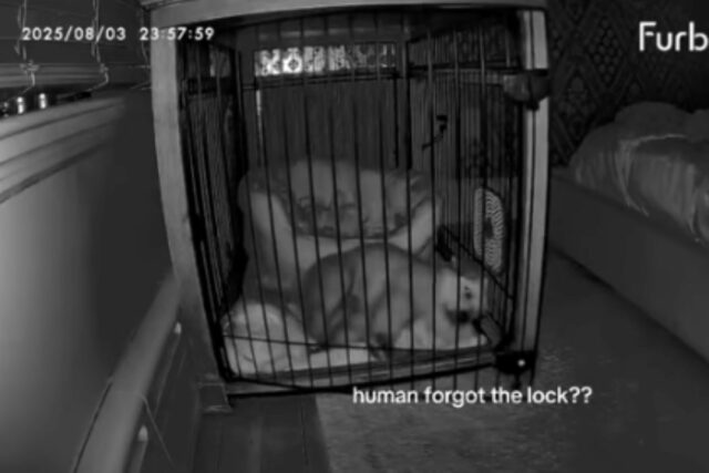 Cam revela a resposta inesperada de Dog quando o proprietário não trava a caixa à noite



