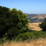 Um visitante acompanha uma seção do East Bay Skyline Trail no Tilden Regional Park (Aric Crabb/Bay Area News) na quinta -feira, 12 de junho de 2025, Califórnia, Califórnia, Califórnia