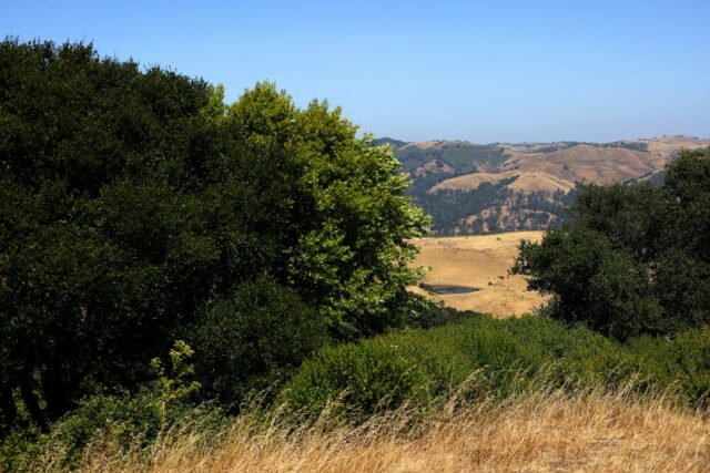 Um visitante acompanha uma seção do East Bay Skyline Trail no Tilden Regional Park (Aric Crabb/Bay Area News) na quinta -feira, 12 de junho de 2025, Califórnia, Califórnia, Califórnia
