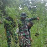 Campos de cannabis Geger nas colinas do norte de Sumatra, o TNI encontrou 30 mil caules prontos para colher!