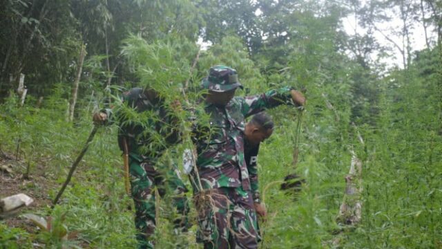 Campos de cannabis Geger nas colinas do norte de Sumatra, o TNI encontrou 30 mil caules prontos para colher!

