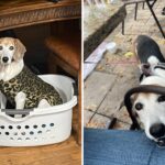 Cão de backup obsessivo com lavanderia comemora as vitórias na semana