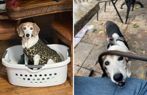 Cão de backup obsessivo com lavanderia comemora as vitórias na semana Cão de backup obsessivo com lavanderia comemora as vitórias na semana