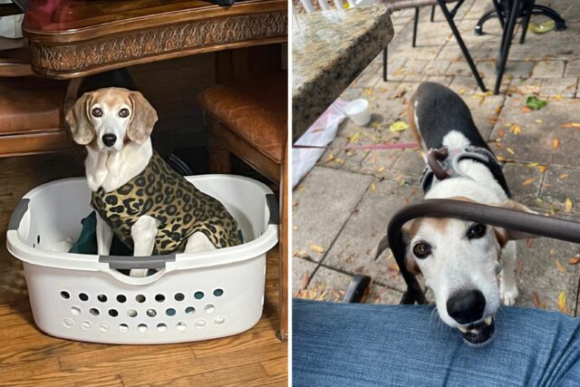 Cão de backup obsessivo com lavanderia comemora as vitórias na semana

