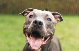 Cão heróico lidera o estranho perfeito com seus proprietários inconscientes, provavelmente salva vidas Cão heróico lidera o estranho perfeito com seus proprietários inconscientes, provavelmente salva vidas