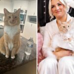 Casal convidar para seu gatinho de casamento, como "sorrir" derrete os corações