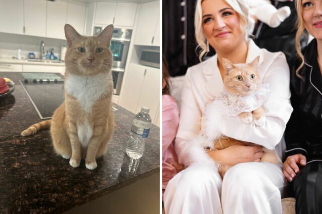 Casal convidar para seu gatinho de casamento, como "sorrir" derrete os corações

