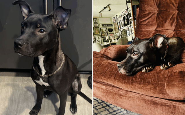Casal queria dar um DNA de teste ao cão de backup - mas tem outros planos

