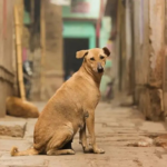 Cerca de 82 % das reuniões de cães de rua humana na Índia 'pacífica': pesquisa