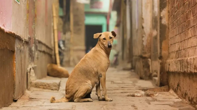 Cerca de 82 % das reuniões de cães de rua humana na Índia 'pacífica': pesquisa

