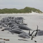 Os cientistas estão investigando o que pode estar por trás de um aumento exponencial nos eventos de golfinhos e baleias, seguindo o escrita em massa de 77 baleias piloto no ano passado no maior evento por um século. Na foto: uma vagem de baleias piloto presas em Orkney
