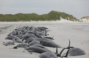 Cientista Os cientistas estão investigando o que pode estar por trás de um aumento exponencial nos eventos de golfinhos e baleias, seguindo o escrita em massa de 77 baleias piloto no ano passado no maior evento por um século. Na foto: uma vagem de baleias piloto presas em Orkney