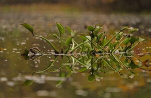 Cientista que os níveis alarmantes vinculados são removidos-me arremessando ‘ Cientista que os níveis alarmantes vinculados são removidos-me arremessando '