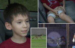 Coiote ataca menino na partida contra o softball no sul da Califórnia Coiote ataca menino na partida contra o softball no sul da Califórnia