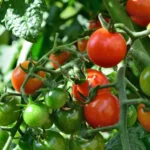 Como amarrar tomates? 4 maneiras de apoiar os tomates