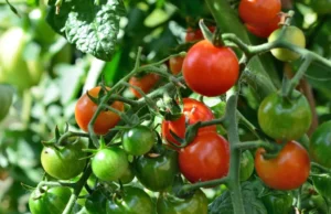 Como amarrar tomates? 4 maneiras de apoiar os tomates Como amarrar tomates? 4 maneiras de apoiar os tomates