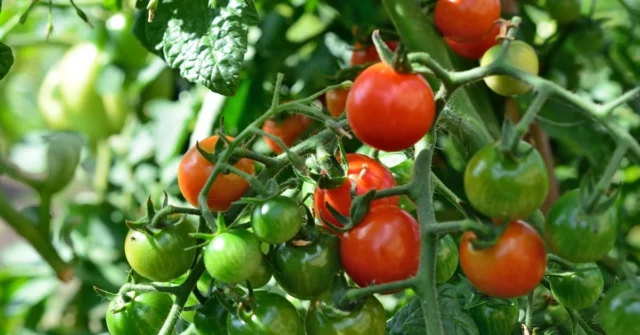 Como amarrar tomates? 4 maneiras de apoiar os tomates


