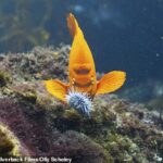 Partes da última série de pais de David Attenborough foram filmadas em um recipiente de peixe e não na natureza, a BBC admitiu. O amado transmissor britânico usava tanques em cenas importantes que contêm caranguejos boxeadores, balcões esqueléticos e peixes cardinais bangai