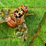 Condado de Santa Clara em quarentena para infestação de mosca de frutas mediterrâneas