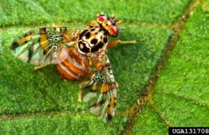 Condado de Santa Clara em quarentena para infestação de mosca de frutas mediterrâneas Condado de Santa Clara em quarentena para infestação de mosca de frutas mediterrâneas