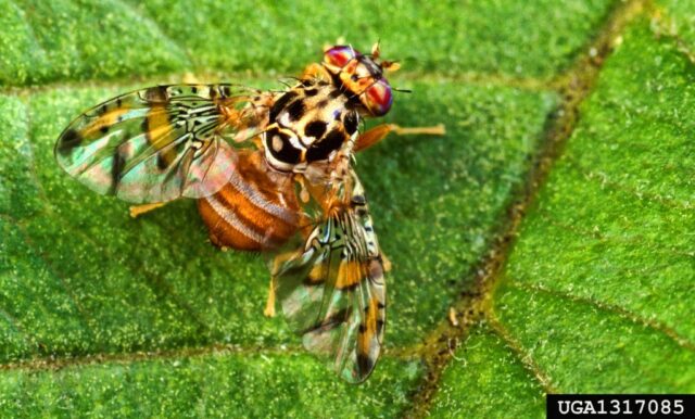 Condado de Santa Clara em quarentena para infestação de mosca de frutas mediterrâneas



