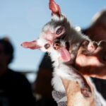 Petúnia comemora o primeiro lugar no cachorro mais feio do mundo ...