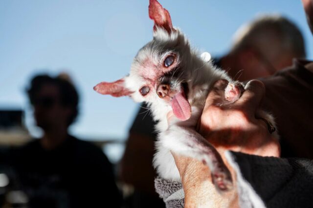 Petúnia comemora o primeiro lugar no cachorro mais feio do mundo ...