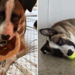 Corações quebram no rosto do cachorro "doce" despejado de caminhão no
