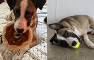 Corações quebram no rosto do cachorro “doce” despejado de caminhão no Corações quebram no rosto do cachorro "doce" despejado de caminhão no