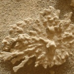 Curiosidade da NASA NASA Devt Cartian Road
