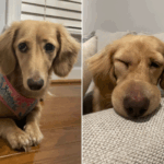 Dachshund picou por vespa ao dormir. Lágrimas sobre o que se segue