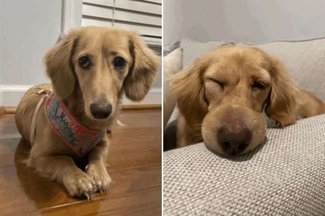 Dachshund picou por vespa ao dormir. Lágrimas sobre o que se segue




