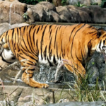 Dania Zoo pede às pessoas que doem seus cães pequenos como comida para os fios de Beart