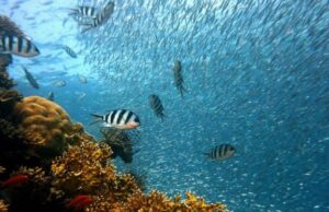 De macarrão de algas ao colágeno de peixes, o KKP Crazy Innovation está pronto para mudar seu estilo de vida De macarrão de algas ao colágeno de peixes, o KKP Crazy Innovation está pronto para mudar seu estilo de vida