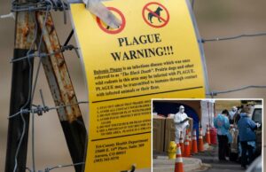 Dead Colorado Cat está testando positivo no flagelo – apenas algumas semanas após a morte do habitante do Arizona por perturbar doenças Sinal de aviso amarelo na cerca.