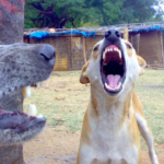 Delia-nchi-nci para limpar os cães duros.