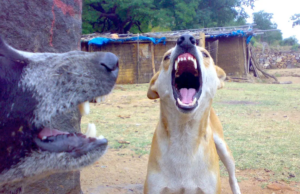 Delia-nchi-nci para limpar os cães duros. Delia-nchi-nci para limpar os cães duros.