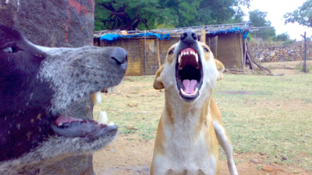 Delia-nchi-nci para limpar os cães duros.

