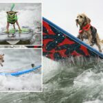Demolidor Pocoches disputa o título de Top Dog durante o Campeonato Anual de Dog