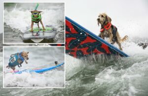 Demolidor Pocoches disputa o título de Top Dog durante o Campeonato Anual de Dog Demolidor Pocoches disputa o título de Top Dog durante o Campeonato Anual de Dog