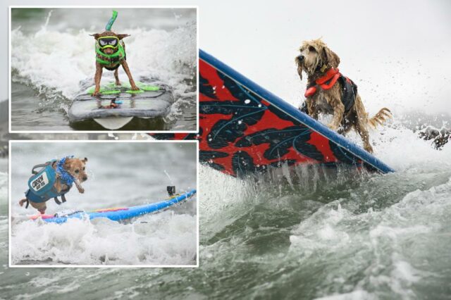 Demolidor Pocoches disputa o título de Top Dog durante o Campeonato Anual de Dog

