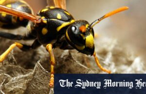 Descoberta radioativa de ninhos de wasp no antigo local de armas nucleares dos EUA Descoberta radioativa de ninhos de wasp no antigo local de armas nucleares dos EUA